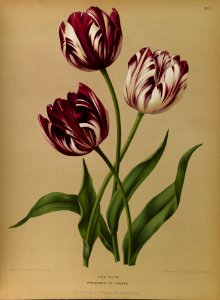 Tulipa hort. - 1881-b