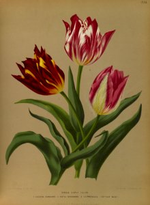 Tulipa hort. - 1881-. Free illustration for personal and commercial use.