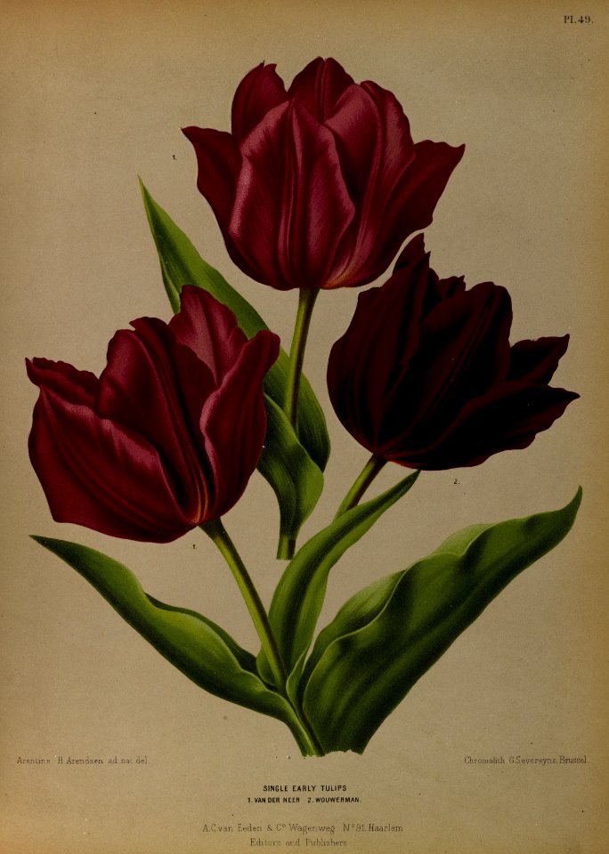 Tulipa hort. - 1881-…