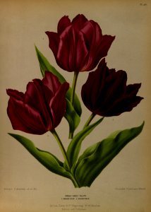 Tulipa hort. - 1881-…. Free illustration for personal and commercial use.