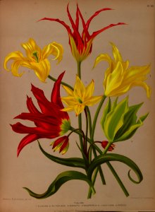 Tulipa hort. - 1881-d