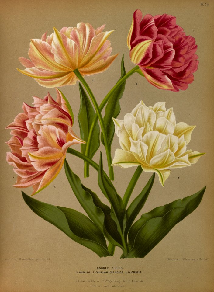 Double flowered garden tulips.