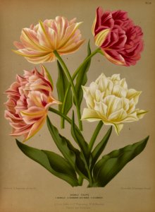 Double flowered garden tulips.. Free illustration for personal and commercial use.