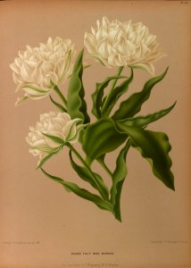 Tulipa hort. - 1881..