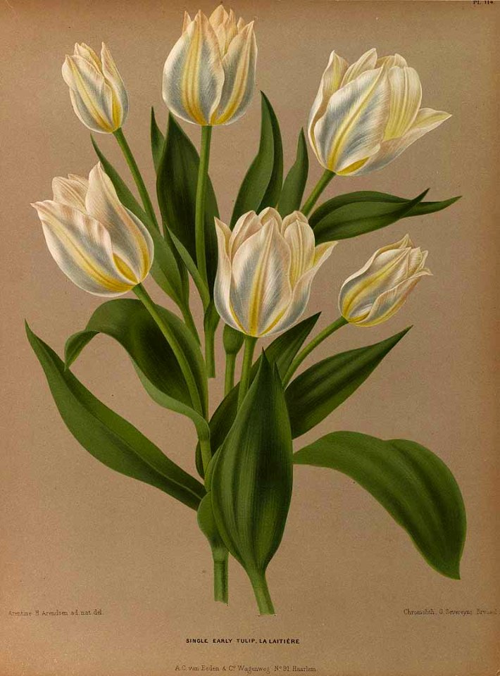 Tulipa hort. - 1881