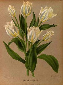 Tulipa hort. - 1881