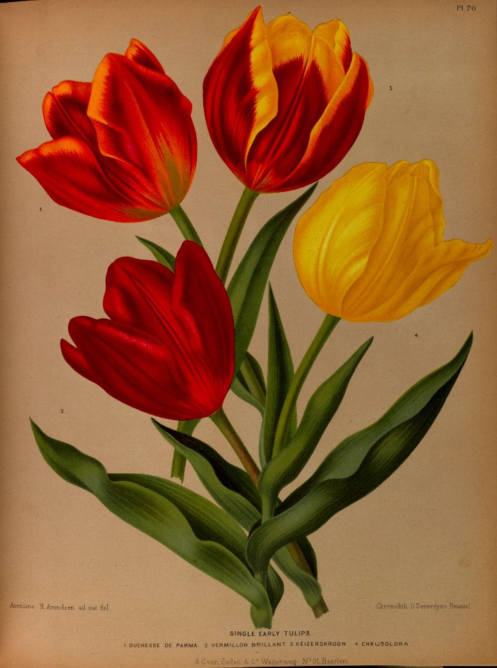 Tulipa hort.-  1881-f