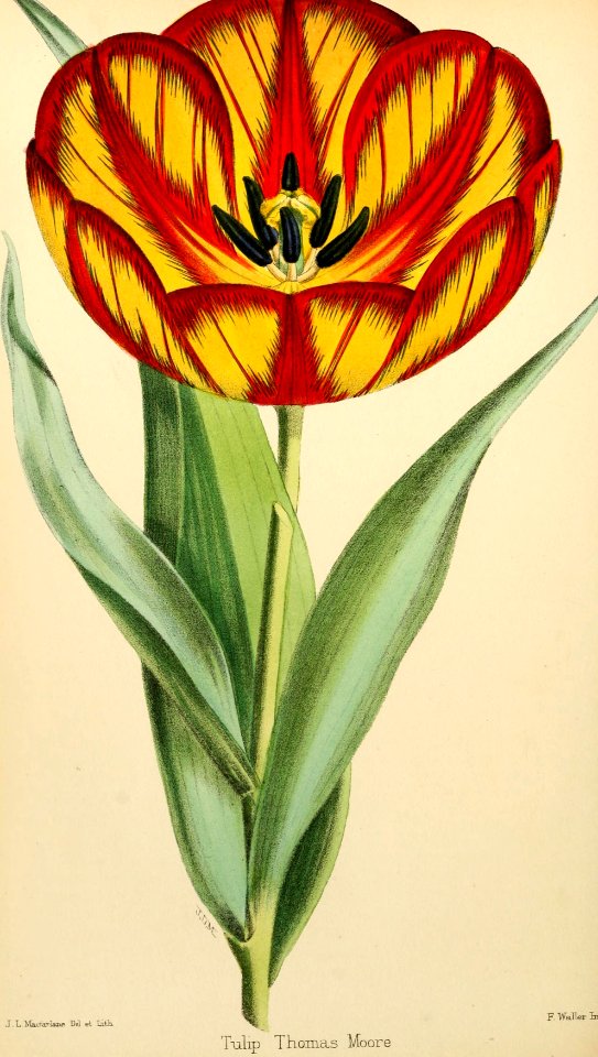 Tulipa hort. - circa 1873
