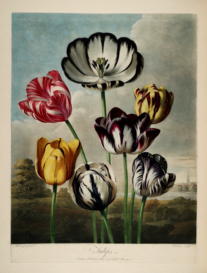 Tulipa hort. - 1807
