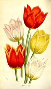 tulipa gesneria - circa 1845