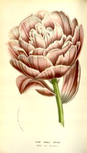 Tulipa gesneriana - circa 1845
