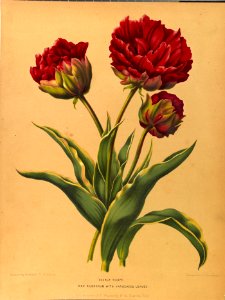 Tulipa hort. - 1881