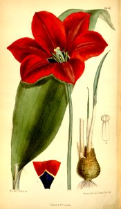 Garden tulip (Tulipa gesneriana)