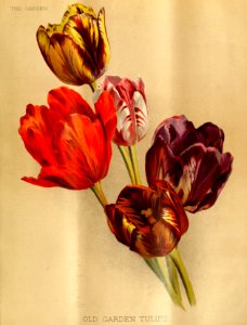 Tulipa hort. - 1888