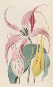 Garden tulip (Tulipa gesneriana)