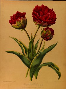 Tulipa hort. - 1881-e