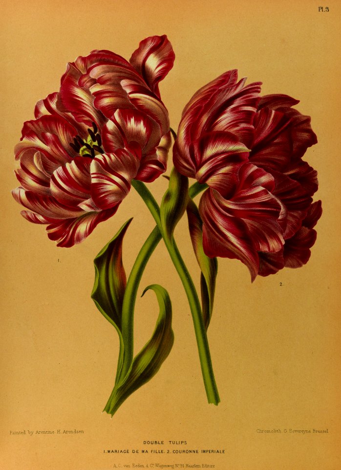 Tulipa hort. - 1881