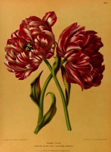 Tulipa hort. - 1881