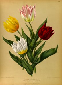 Tulipa hort. circa 1881. Free illustration for personal and commercial use.