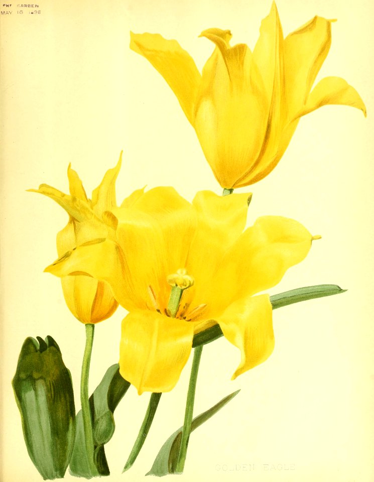 Tulipa  Golden Eagle - circa 1896