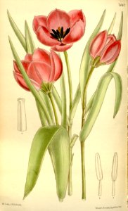 Tulipa humilis - 1895. Free illustration for personal and commercial use.