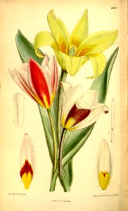 Tulipa kaufmanniana - 1886. Free illustration for personal and commercial use.
