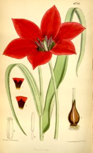 Tulipa kolpakowskiana - 1883
