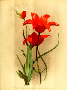Tulipa kolpakowskiana - circa 1891