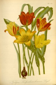 Tulipa kolpakowskiana - 1878