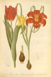 Tulipa kolpakowskiana - circa 1878