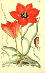 Tulipa linifolia - circa 1905