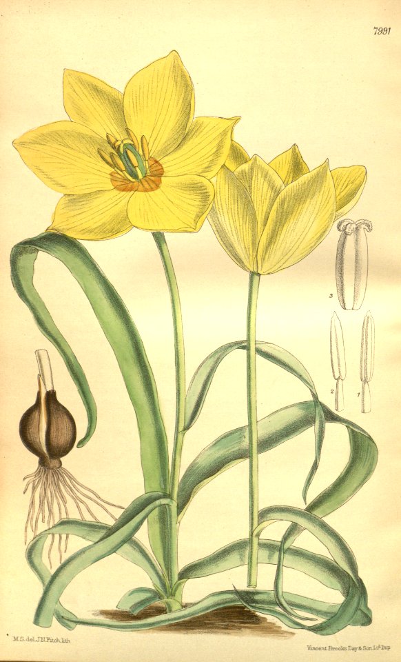 Tulipa linifolia - circa 1904