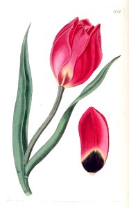 Tulipa oculus-solis - circa 1831