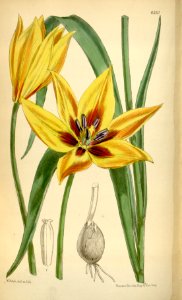 Tulipa orphanidea - circa 1877
