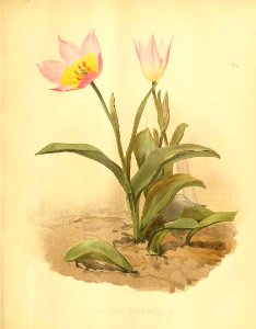 Tulipa saxatilis - circa 1899