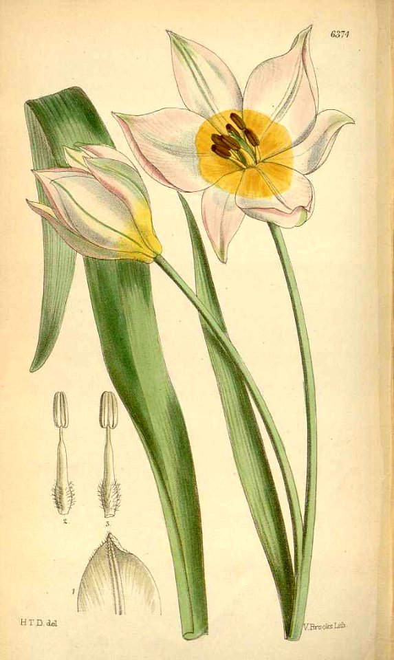 Tulipa saxatilis - circa 1878