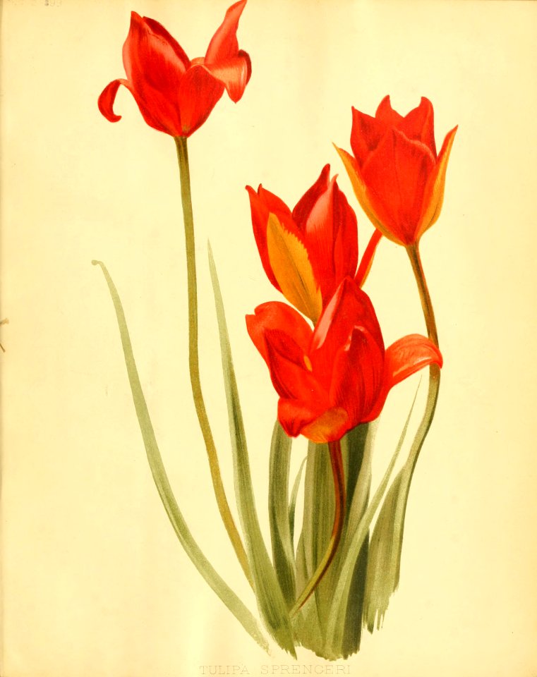 Sprenger's tulip (Tulipa sprengeri)