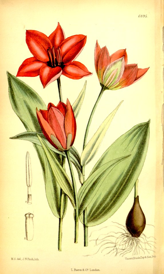 Tulipa ostrowskiana - circa 1886