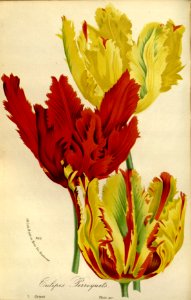 Tulipa sylvestris var. hortensis - circa 1845. Free illustration for personal and commercial use.