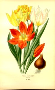 Tulipa suaveolens - circa 1897
