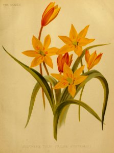 Tulipa sylvestris - circa 1887. Free illustration for personal and commercial use.