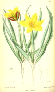 Tulipa tetraphylla - circa 1884. Free illustration for personal and commercial use.