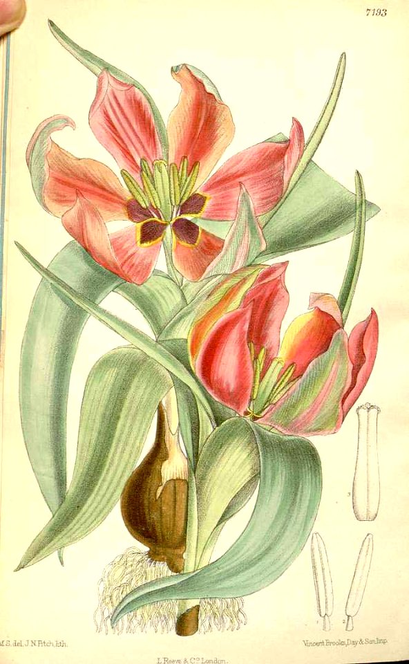 Tulipa systola - circa 1891