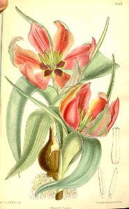 Tulipa systola - circa 1891