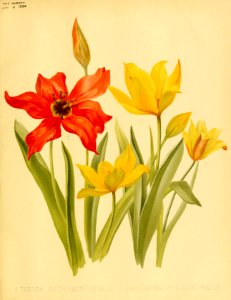 Tulipa sylvestris - circa 1894. Free illustration for personal and commercial use.