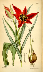 Tulipa undulatifolia - circa  1877