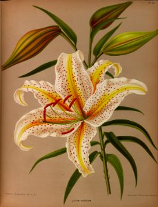 Lilium auratum - Mountain Lily, Goldband Lily - circa 1881