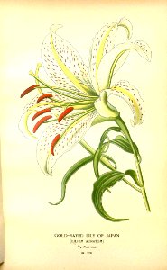 Lilium auratum - Mountain Lily, Goldband Lily - 1897