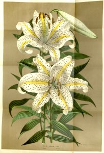 Lilium auratum - Mountain Lily, Goldband Lily - 1845. Free illustration for personal and commercial use.
