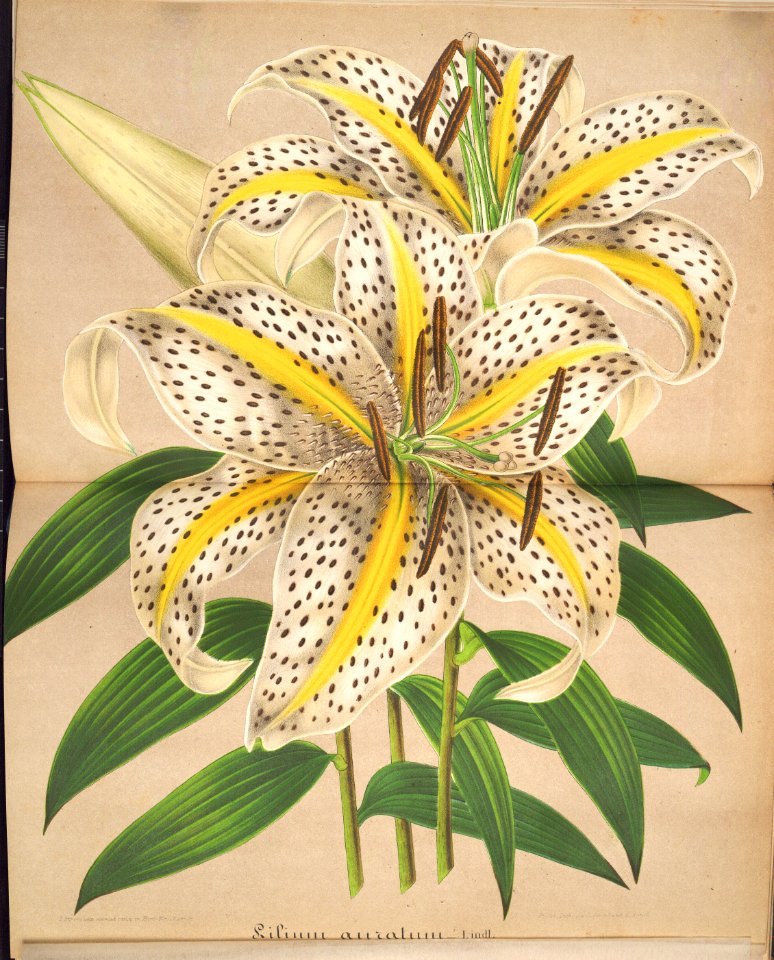 Lilium auratum -  1862